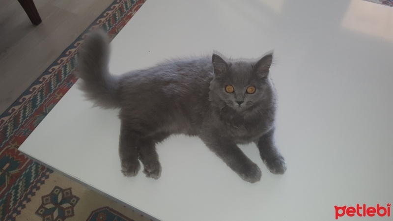 British Shorthair, Kedi  Peture fotoğrafı