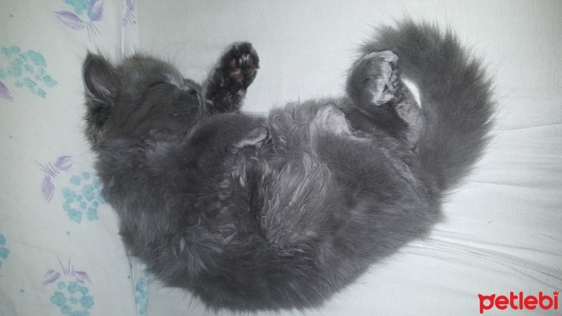 British Shorthair, Kedi  Peture fotoğrafı