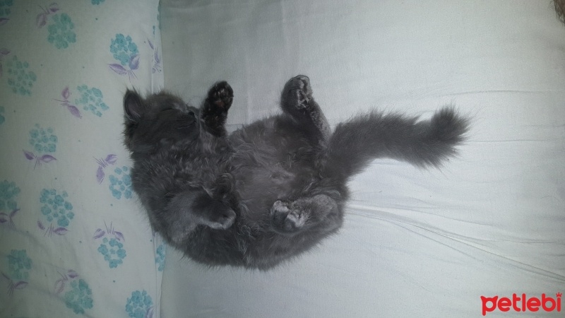 British Shorthair, Kedi  Peture fotoğrafı