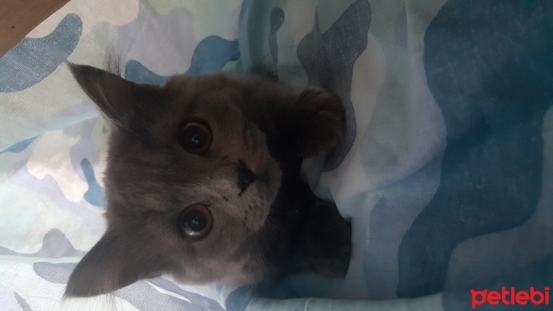 British Shorthair, Kedi  Peture fotoğrafı