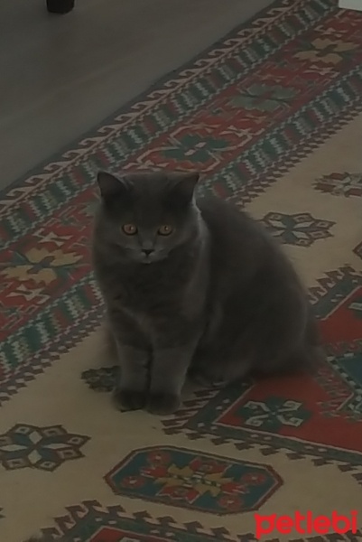 British Shorthair, Kedi  Peture fotoğrafı