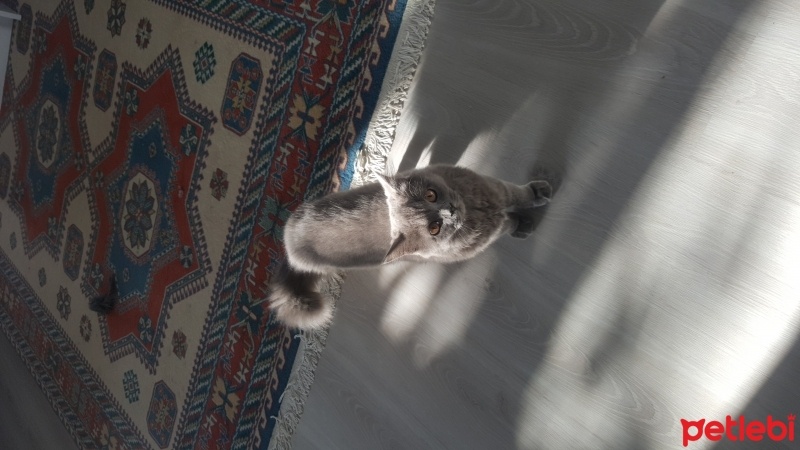 British Shorthair, Kedi  Peture fotoğrafı