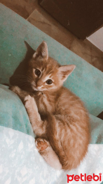 Sarman, Kedi  simba fotoğrafı
