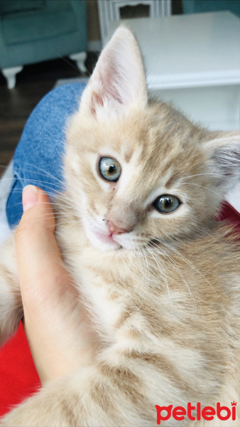 Sarman, Kedi  simba fotoğrafı