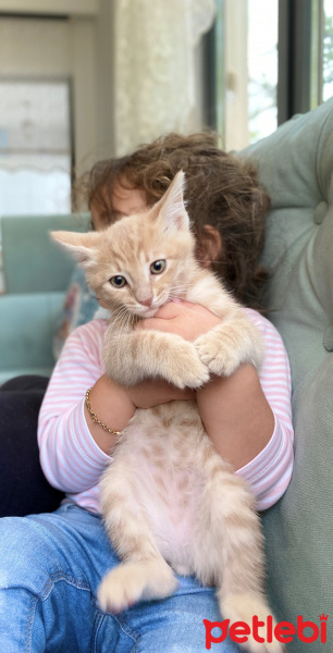 Sarman, Kedi  simba fotoğrafı