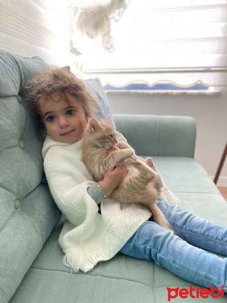 Sarman, Kedi  simba fotoğrafı