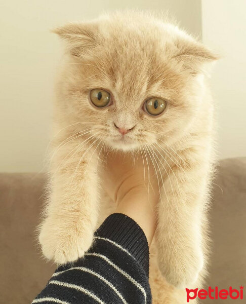 Scottish Fold, Kedi  Hubble fotoğrafı