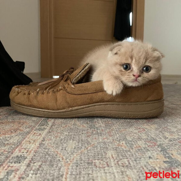 Scottish Fold, Kedi  Hubble fotoğrafı