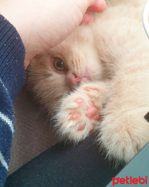 Scottish Fold, Kedi  Hubble fotoğrafı