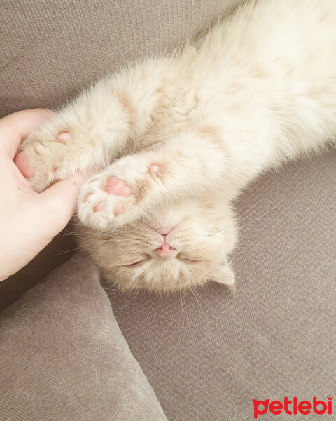 Scottish Fold, Kedi  Hubble fotoğrafı