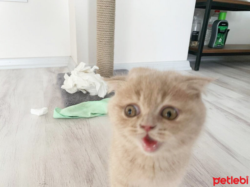 Scottish Fold, Kedi  Hubble fotoğrafı