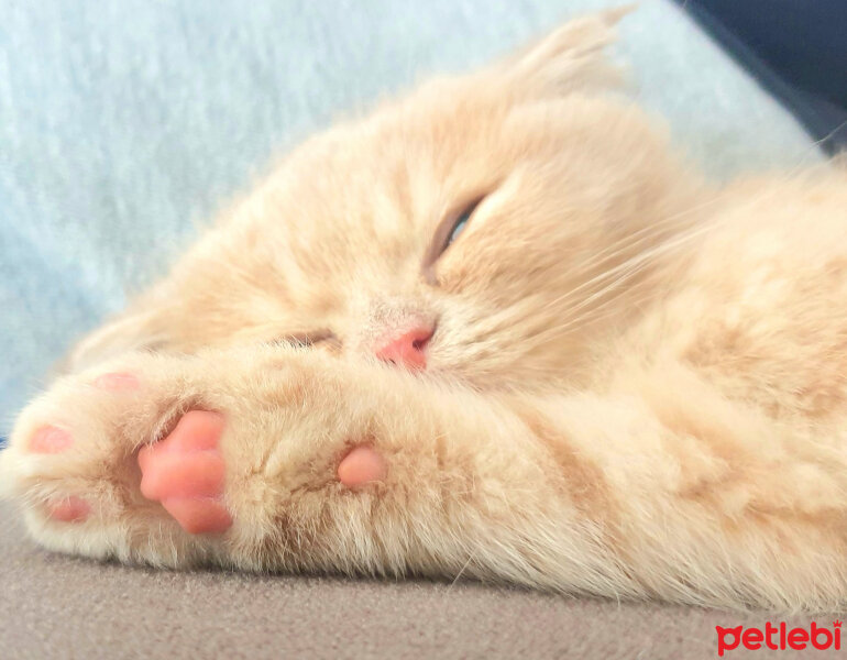 Scottish Fold, Kedi  Hubble fotoğrafı