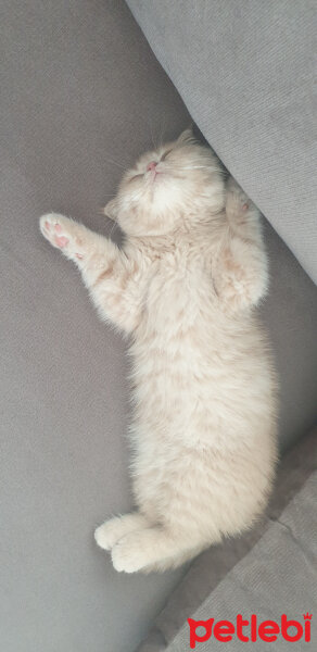 Scottish Fold, Kedi  Hubble fotoğrafı