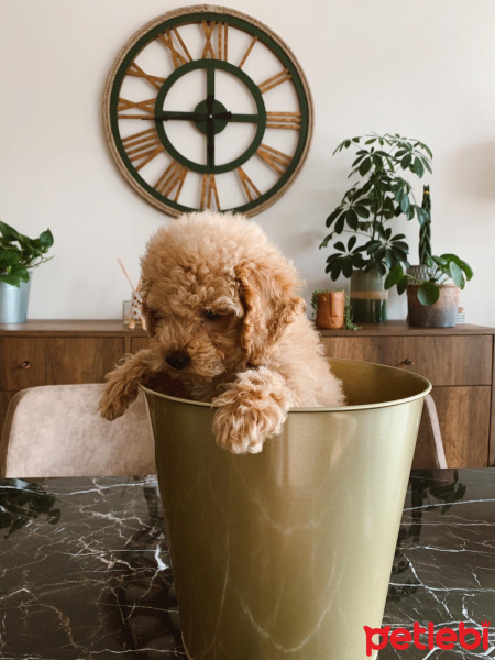 Poodle (Minyatür Kaniş), Köpek  Sherlock fotoğrafı