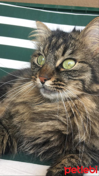 Tekir Kedi, Kedi  zeytin fotoğrafı