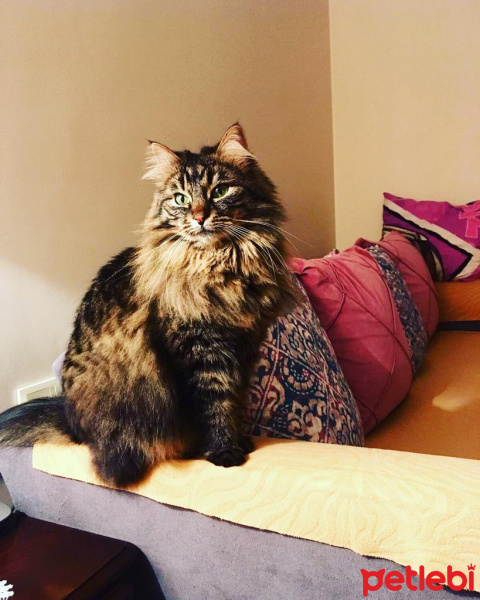Tekir Kedi, Kedi  zeytin fotoğrafı