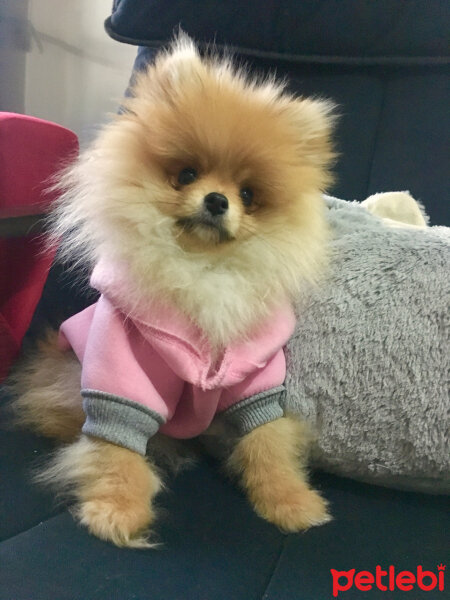 Pomeranyalı, Köpek  Lexi fotoğrafı