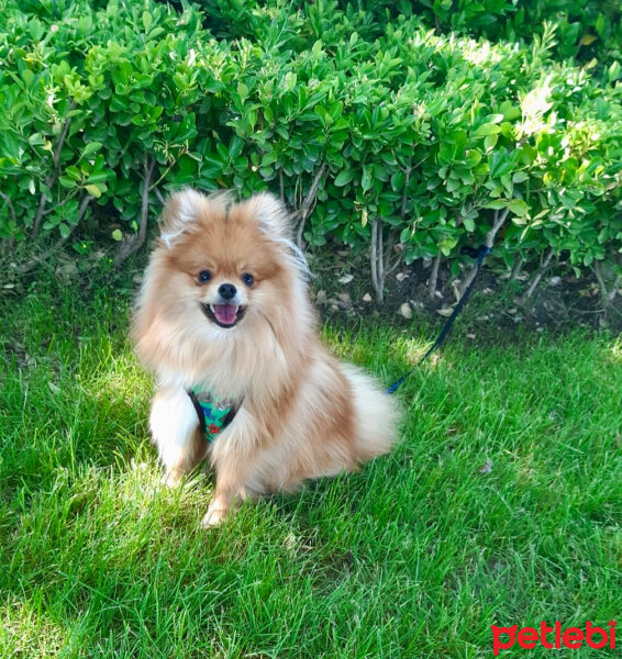 Pomeranyalı, Köpek  Lexi fotoğrafı