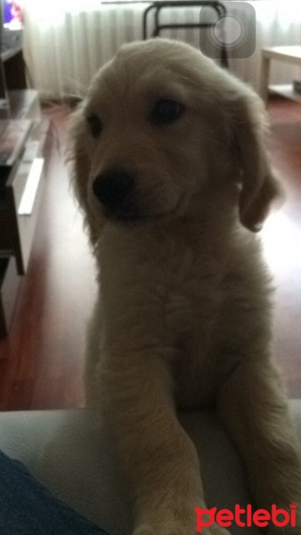 Golden Retriever, Köpek  AŞİL fotoğrafı