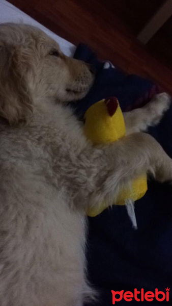 Golden Retriever, Köpek  AŞİL fotoğrafı