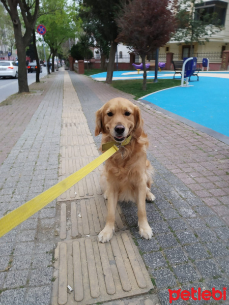 Golden Retriever, Köpek  AŞİL fotoğrafı