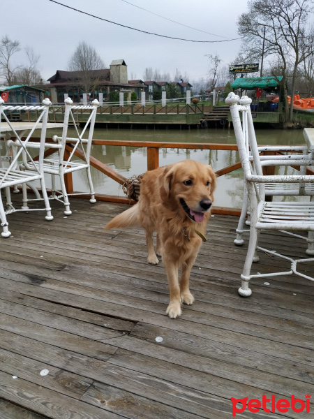 Golden Retriever, Köpek  AŞİL fotoğrafı