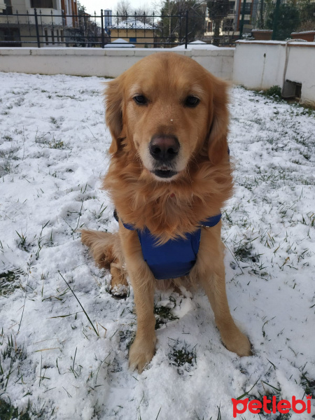 Golden Retriever, Köpek  AŞİL fotoğrafı