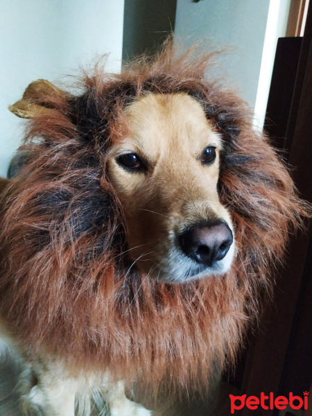 Golden Retriever, Köpek  AŞİL fotoğrafı