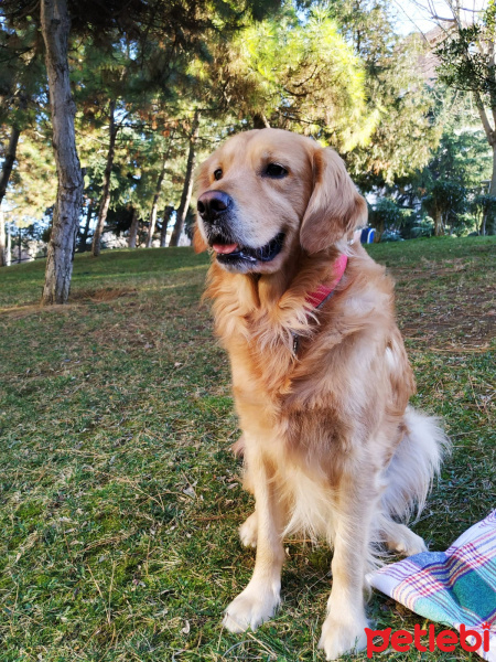 Golden Retriever, Köpek  AŞİL fotoğrafı