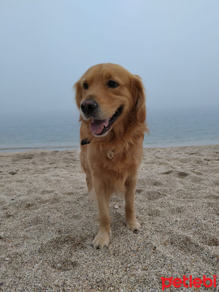 Golden Retriever, Köpek  AŞİL fotoğrafı