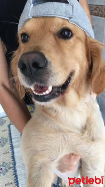 Golden Retriever, Köpek  AŞİL fotoğrafı