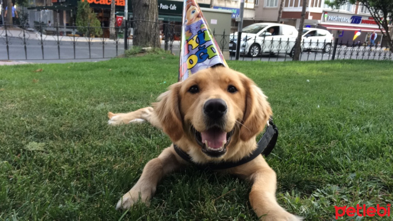 Golden Retriever, Köpek  AŞİL fotoğrafı