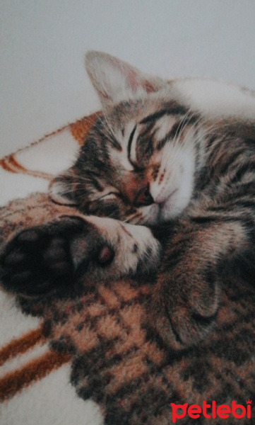 Tekir Kedi, Kedi  Tarçın fotoğrafı