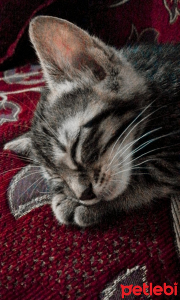 Tekir Kedi, Kedi  Tarçın fotoğrafı