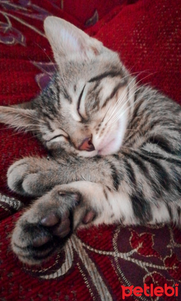 Tekir Kedi, Kedi  Tarçın fotoğrafı