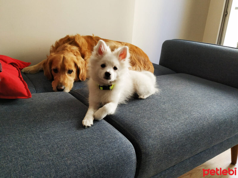 Pomeranyalı, Köpek  Şila fotoğrafı