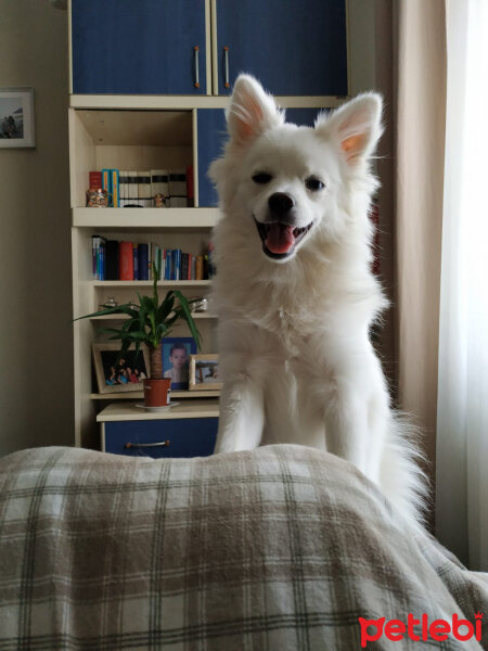 Pomeranyalı, Köpek  Şila fotoğrafı