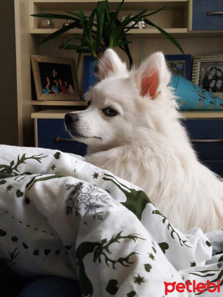 Pomeranyalı, Köpek  Şila fotoğrafı