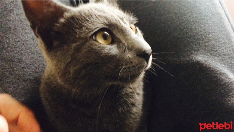 Korat, Kedi  Korat fotoğrafı