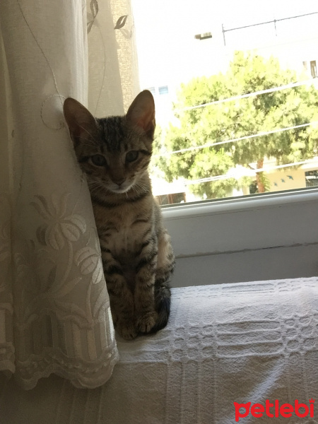 Tekir Kedi, Kedi  Leyla fotoğrafı