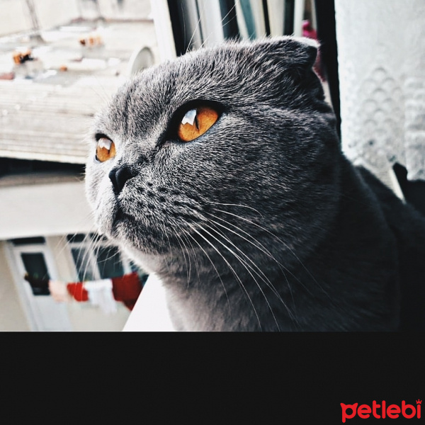 Scottish Fold, Kedi  Rıfkı fotoğrafı