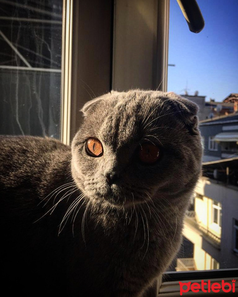 Scottish Fold, Kedi  Rıfkı fotoğrafı