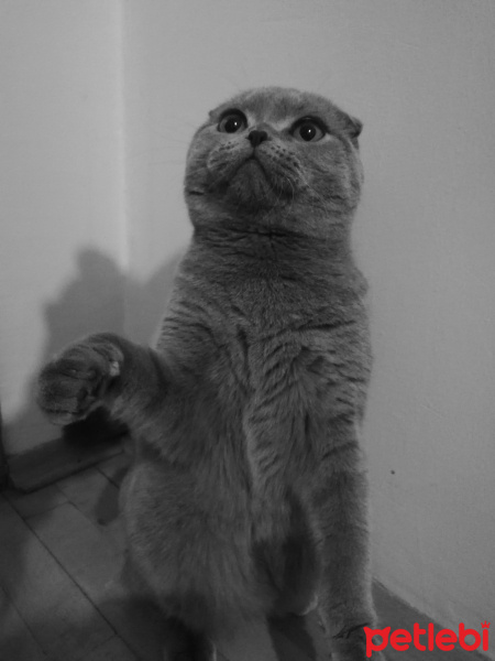 Scottish Fold, Kedi  Rıfkı fotoğrafı