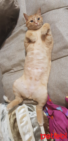 British Shorthair, Kedi  CİMBOM fotoğrafı