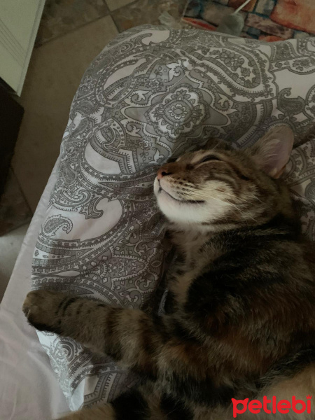 Tekir Kedi, Kedi  suzi fotoğrafı