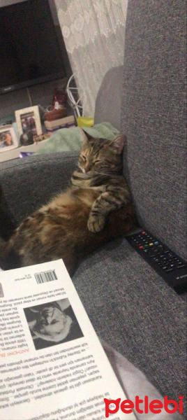 Tekir Kedi, Kedi  suzi fotoğrafı