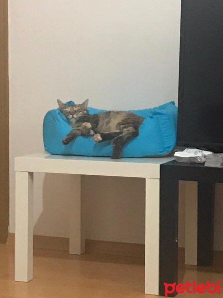 Tekir Kedi, Kedi  suzi fotoğrafı