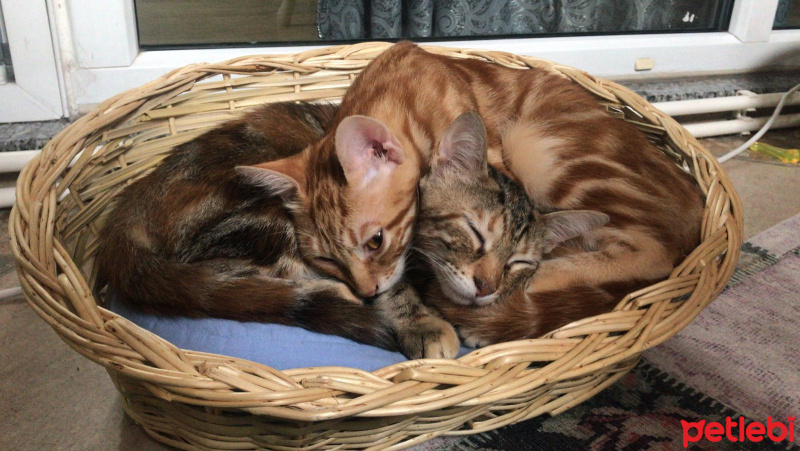 Tekir Kedi, Kedi  suzi fotoğrafı