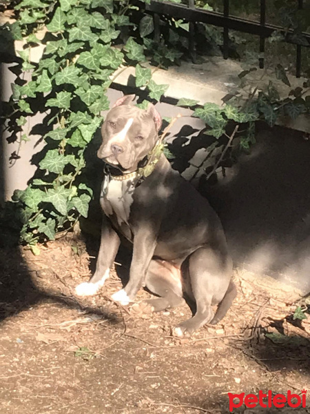 Amerikan Pitbull Terrier, Köpek  XL KISA BACAK AMERİCAN BLUE PİTBULL KISIR DEĞİL fotoğrafı