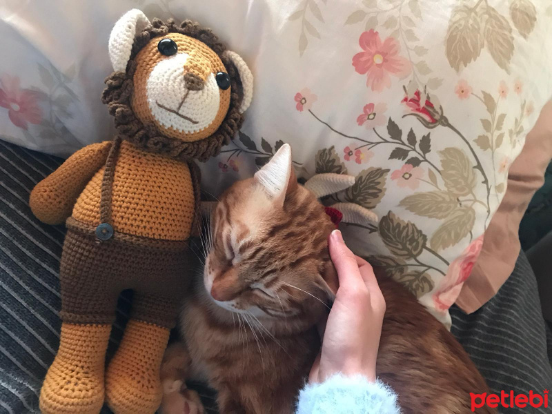 Tekir Kedi, Kedi  cedi fotoğrafı